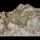 Фото Denver Museum of Nature and Science / David Krause. Фрагмент породы, в которой обнаружили скелет