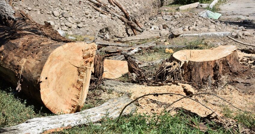 Более 4&nbsp;тысяч деревьев спилили в&nbsp;Бишкеке за&nbsp;год
