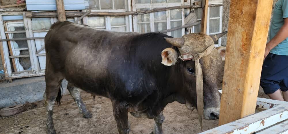 Кыргызстанцы пытались контрабандой переправить в Таджикистан стадо коров