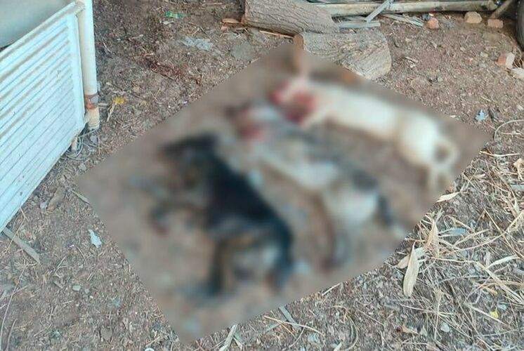 Жарадар болгон тарап 