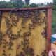 Фото 24.kg. На пасеке Романа Иванова