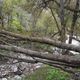 Фото Влада Ушакова. Заповедник «Дашман», упавшие деревья. Май 2017 года