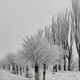 Фото Бакыта Шукуралиева. Деревья в мишуре из инея, 26 февраля