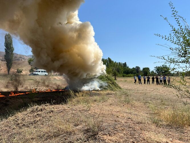 Почти тонну конопли сожгли наркоборцы в Таласской области