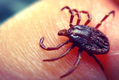 Пятнадцать вопросов о&nbsp;том, как уберечься от&nbsp;клещей и&nbsp;не&nbsp;подцепить инфекцию
