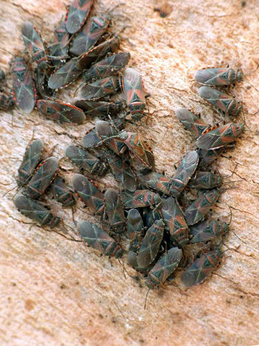 Фото предоставлено Дмитрием Милько. Вязовый клопик Arocatus melanocephalus — агрегация на покое
