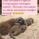 Фото Instagram. В Бишкеке в контактном зоопарке умер сурикат: посетители угостили его конфетами
