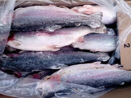 Более 40&nbsp;тонн форели из&nbsp;Кыргызстана пытались ввезти в&nbsp;Россию без документов
