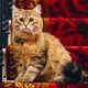 Фото из интернета. Кошку, названную в честь Елизаветы II, поселили в дорогом отеле