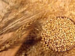 Kazakhstan's grain exports to Kyrgyzstan increases 1.7 times