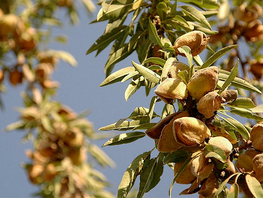 Agriculture Ministry recommends growing late-flowering almond varieties