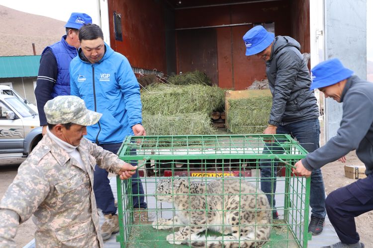 Вблизи Бишкека открыли реабилитационный центр для диких животных