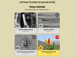 Rare Kyrgyz tulip reaches finals of global environmental competition in USA