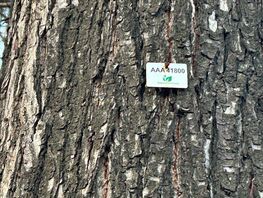 Бишкекчане в&nbsp;гневе: на&nbsp;бульваре Эркиндик пронумеровали практически все деревья 