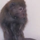 Фото МЧС. Сбежавшая из зоопарка обезьяна проникла в жилой дом в Оше