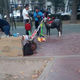 Фото читателя. На бульваре Эркиндик выгуливают пони