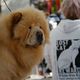 Фото 24.kg. Выставка собак в Бишкеке