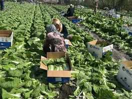 Фермеры Аравана собрали первый урожай пекинской капусты для экспорта в&nbsp;Россию
