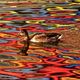 Фото Dale Keiger. Краски осени отражаются в воде