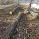 Фото Facebook/Серик Токчулуков. На Иссык-Куле возле села Ананьево массово вырубают деревья