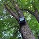 Фото читательницы 24.kg. К деревьям прибивают розетки, камеры и прожекторы