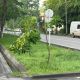 Фото читателя 24.kg. Саженцам нужна опора, иначе сломаются