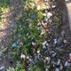Фото читательницы 24.kg. Село Джал завалено мусором. Жители призывают власти навести порядок
