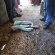 Фото УВД Баткенской области . В Кадамджае мужчина стрелял под ноги маленьким детям
