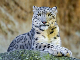 285 snow leopards live on the territory of Kyrgyzstan 