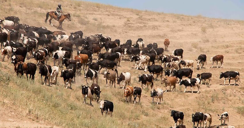 В&nbsp;Кыргызстане вводят новый обязательный знак маркировки для скота
