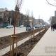 Фото ИА «24.kg». Саженцы на улице Тыныстанова