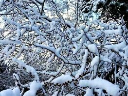 Weather forecast for January 22–25 in Bishkek