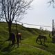 Фото мэрии города. В Джалал-Абаде лошадей пасут на курортной территории города