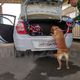 Фото ИА «24.kg». Если машина вызывает подозрение, ее проверяют с помощью служебной собаки 