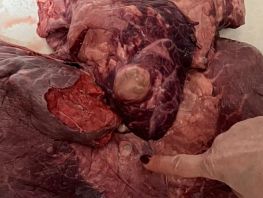 Ливер с&nbsp;подозрением на&nbsp;эхинококк купили на&nbsp;Аламединском рынке Бишкека
