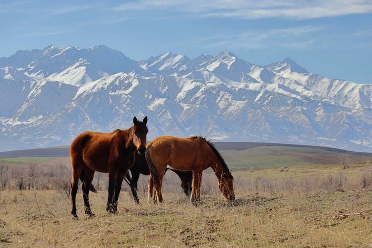 Евгения Липкина