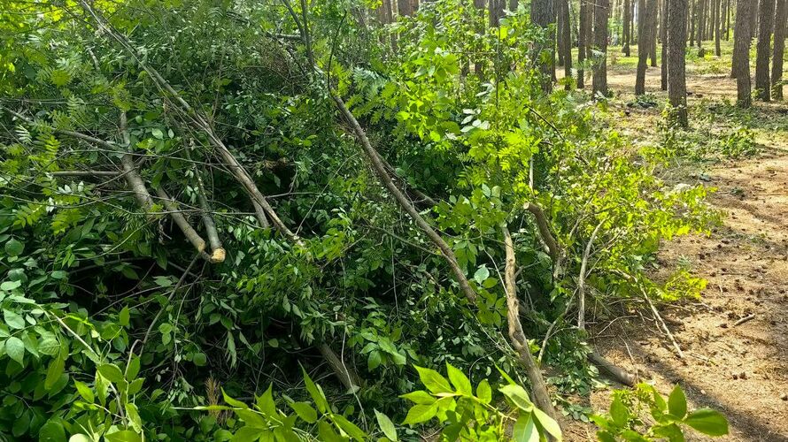 иллюстративное