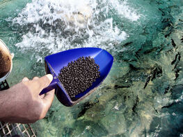 Рыбоводы КР&nbsp;бьют тревогу из-за возможного запрета на&nbsp;импорт кормов для форели
