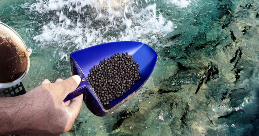 Рыбоводы КР&nbsp;бьют тревогу из-за возможного запрета на&nbsp;импорт кормов для форели
