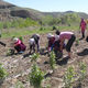 Фото ВПП ООН. В Узгенском и Ноокатском районах Ошской области для защиты от природных катаклизмов сажают фруктовые деревья