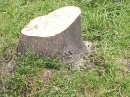 Снова рубят. В&nbsp;Бишкеке на&nbsp;улице Ибраимова ликвидируют кустарники и&nbsp;деревья 