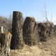Фото из интернета. Вырубленные тополя в Чолпон-Ате