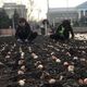 Фото пресс-службы мэрии Бишкека. Бишкекзеленхоз высадил в столице 150 тысяч луковиц тюльпанов
