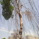 Фото читателя 24.kg. Сухие деревья в сквере