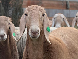 Неписаный аукцион. Почему бараны арашан стоят $500 тысяч в&nbsp;Кыргызстане
