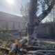 Фото читателя 24.kg. В Бишкеке на улице Ахунбаева варварски обрезают деревья