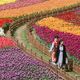Фото из интернета. Поля тюльпанов. Китай
