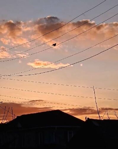 Василия Павлова