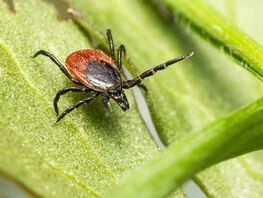 Будьте осторожнее. В&nbsp;Кыргызстане начался сезон клещей
