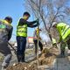 Фото пресс-службы мэрии. В Бишкеке начались весенние посадки деревьев